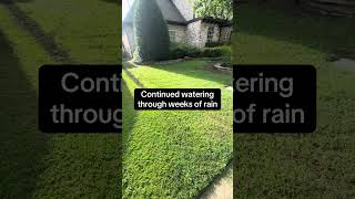 Why your lawn looks like sh!t | watering during weeks of rain