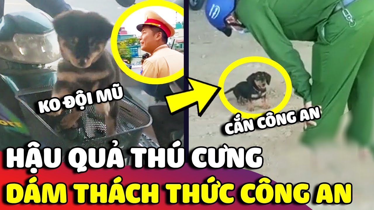 Những lần thú cưng 'CHỐNG ĐỐI' chú công an và 'HẬU QUẢ' bất ngờ 2 😂 | Gâu Đần
