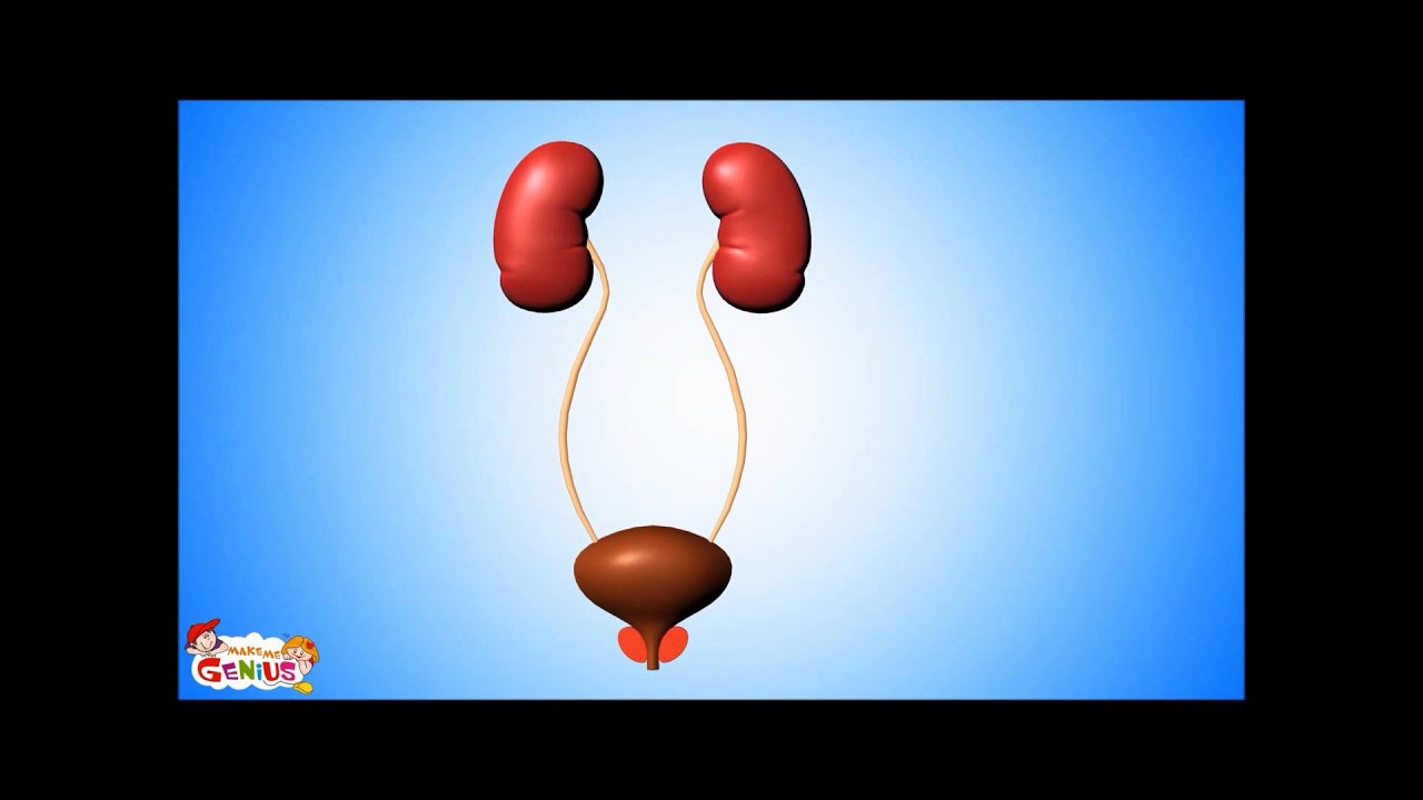 Urinary System animation for Kids Video - YouTube