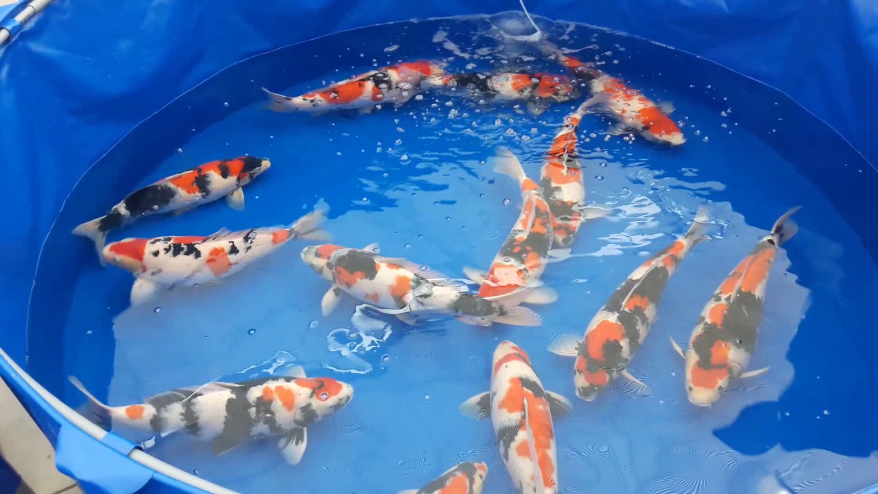 Sakai Koi auction day 2 | Sakai Koi - Auktion Tag 2 | Koi veiling dag 2