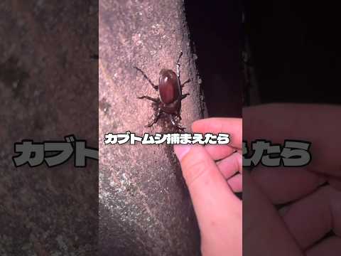 こんなことありませんか カブトムシ 昆虫採集 昆虫 クワガタ 声 音読さん