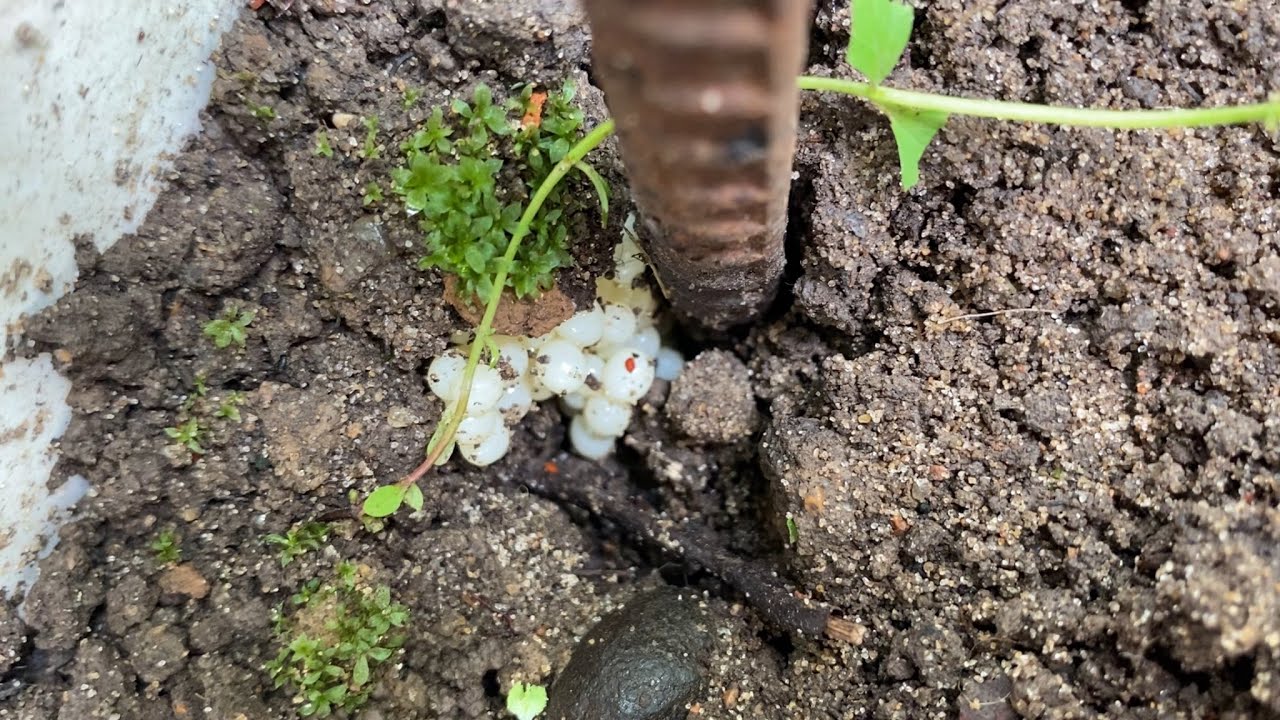 Саранча дзен канал