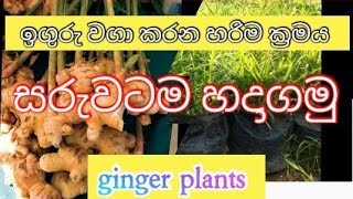 Let's start ginger cultivation correctly / ginger plants..