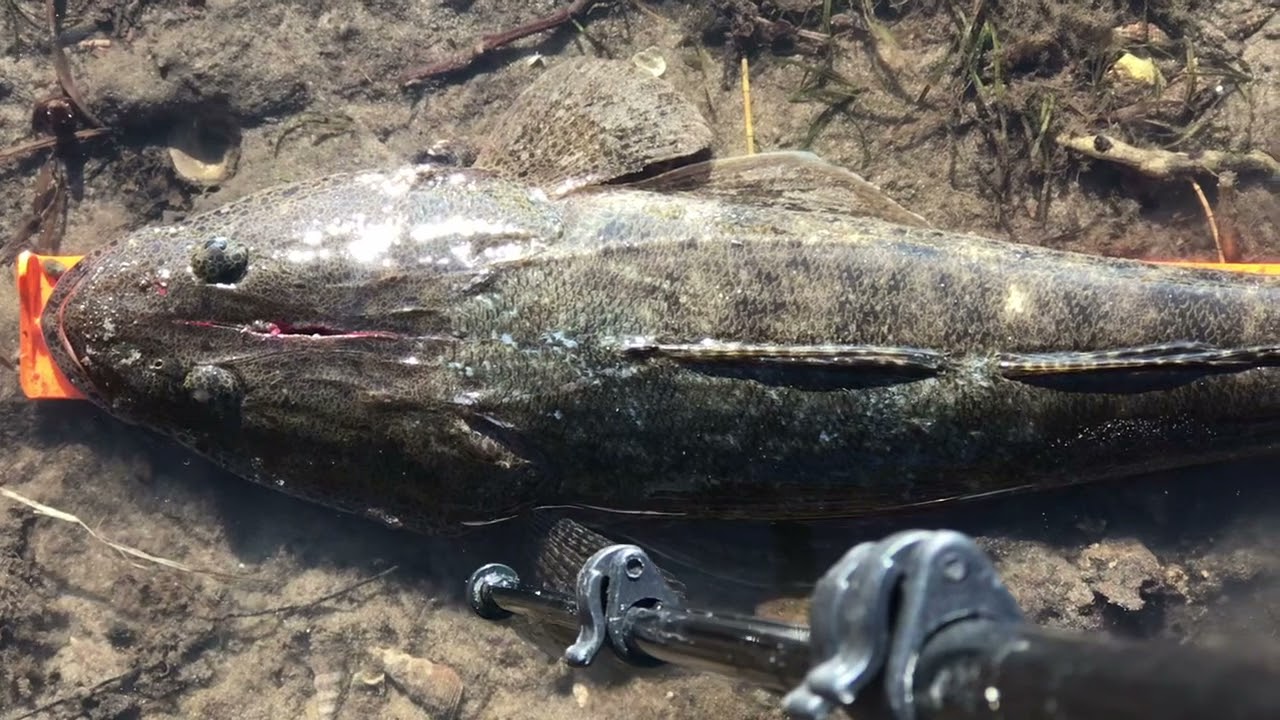 Nauti Jade - Botany Bay Flathead Fishing Ep 4