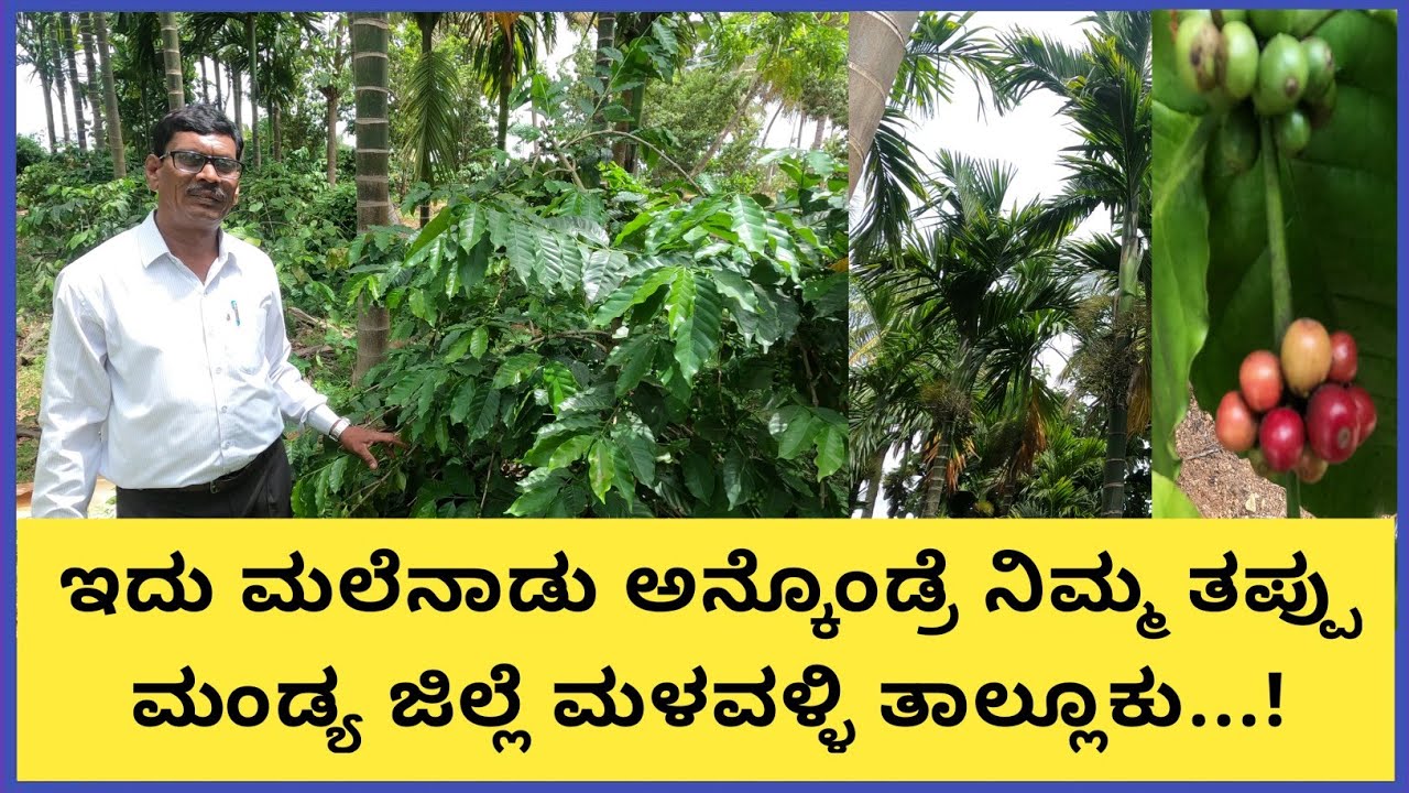 ಮಂಡ್ಯದಲ್ಲಿ ಅಡಿಕೆ ಮತ್ತು ಕಾಫಿಯನ್ನು ಜೊತೆಗೆ ಬೆಳೆದಿರುವ ಇವರು ಇದು ಬರುತ್ತೋ ಇಲ್ಲವೋ ಅನ್ನೋ ಅನುಮಾನ ದಿಂದ...!