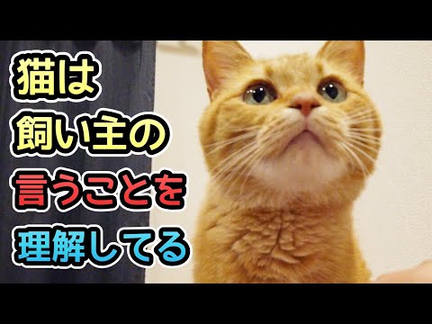 猫が人の言葉を理解している とわかる4つの行動 Youtube 猫が人の言葉を理解している とわかる4つの行動 Youtube