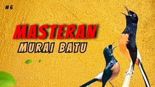 99.1 🔴 LIVE MURAI BATU MASTERAN GACOR DI SIANG HARI 30 menit || MURAI JUARA