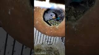 Cute and lovely babies•• Budgie parrots #parrots #animals #birds #lovely #babies #budgies #cute #yt