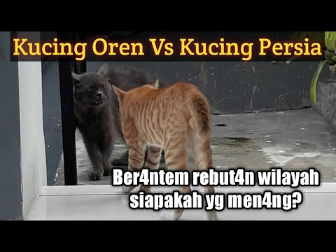 Kucing Oren vs Kucing Persia Ber4ntem rebut4n wilayah,siapakah yg men4ang