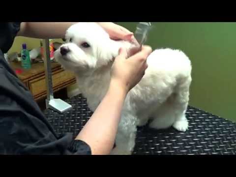 15 Maltese Haircuts Hairstyles White Fluffy And Looking