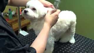 Puppy Cut Ears - Different Shapes - Do-It-Yourself Dog Grooming by DIY Pet Grooms 421,564 views 9 years ago 6 minutes, 7 seconds