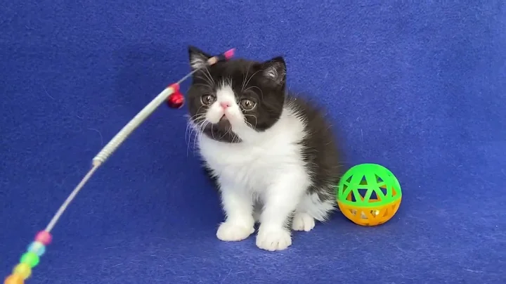 Video 3482041: exotic shorthair male kitten, white exotic shorthair kitten, exotic shorthair cattery, exotic shorthair black white