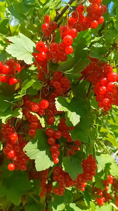 Picking cranberries #fruits #shorts