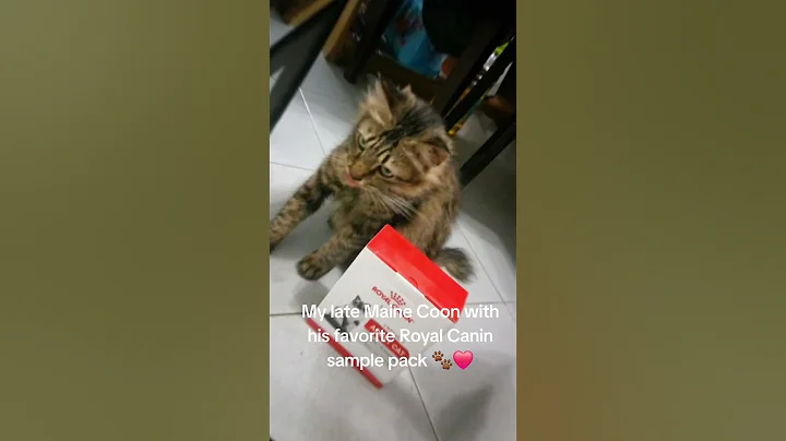 Watch the video about A Tribute to My Maine Coon — Posing with His Favorite Royal Canin