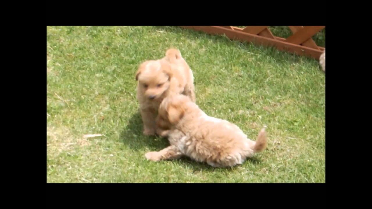 スピプーp 愛犬ハウスセキノ デザイン犬 Youtube