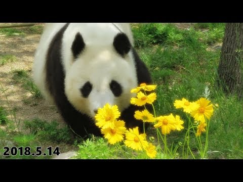 2018年5月14日 ジャイアントパンダ タンタン 王子動物園 - YouTube