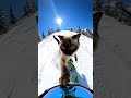 Snow Cat Adventure (Insane POV!). #cat #cats #funnycat #cutecat #viralvideo #trending #fyp #foryou