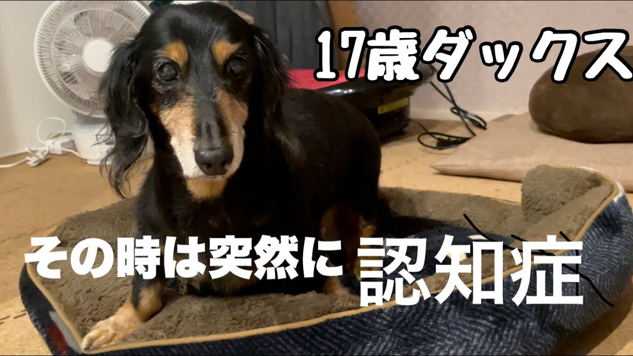 ある日突然、認知症に‥‥ 17歳ダックス