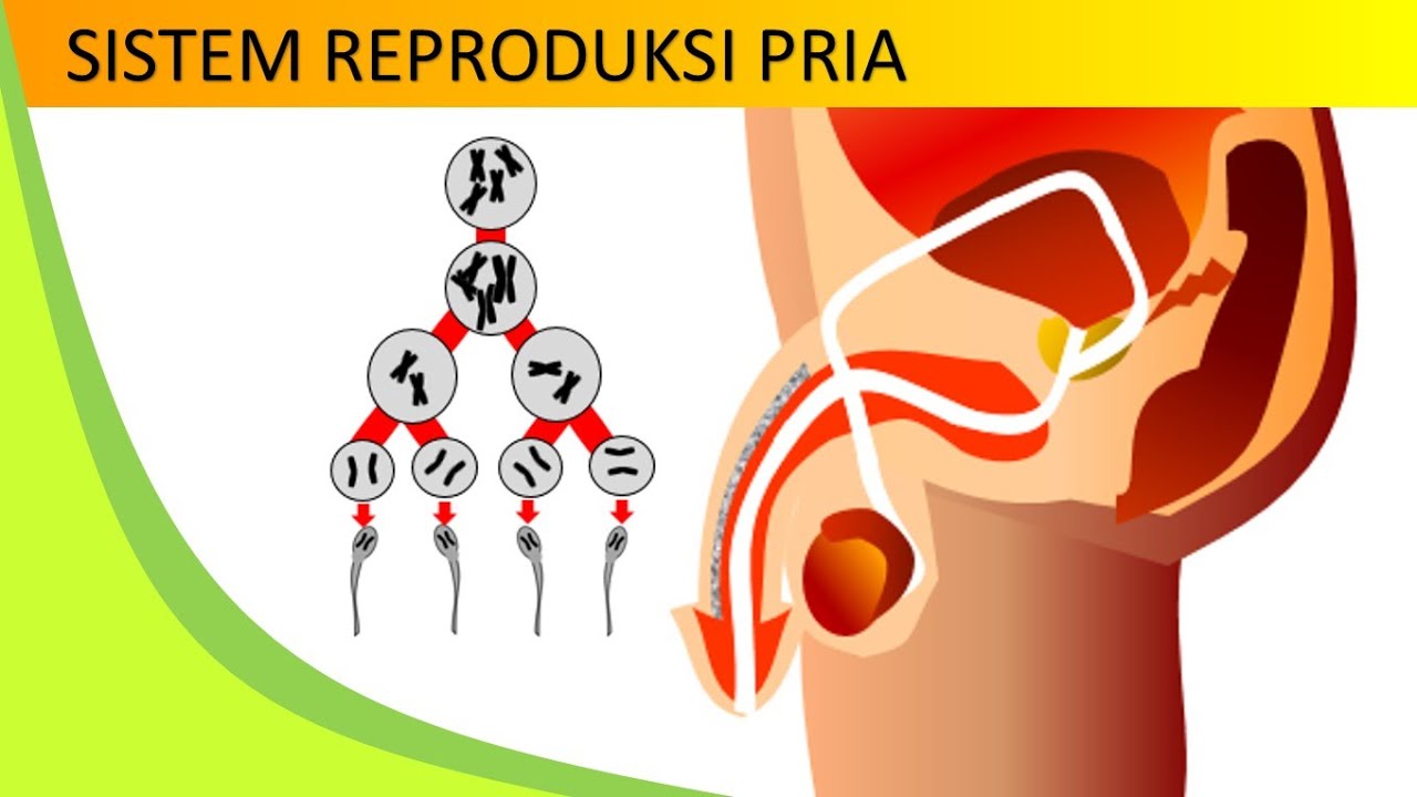  SISTEM  REPRODUKSI  PADA PRIA  YouTube