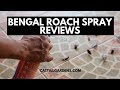 Does Bengal Roach Spray Kill Spiders