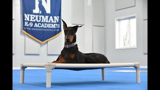 Echo (Doberman Pinscher) Boot Camp Dog Training Video Demonstration