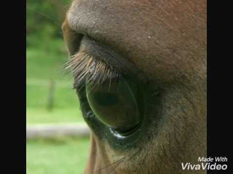 Video: Kokie Arklių Kostiumai Egzistuoja