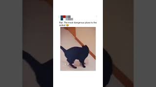 cat comedy video