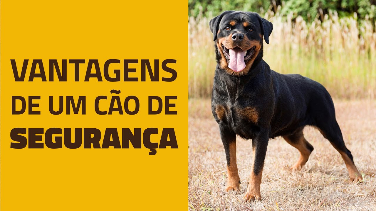 O cão de defesa ideal – Bandog Brasil