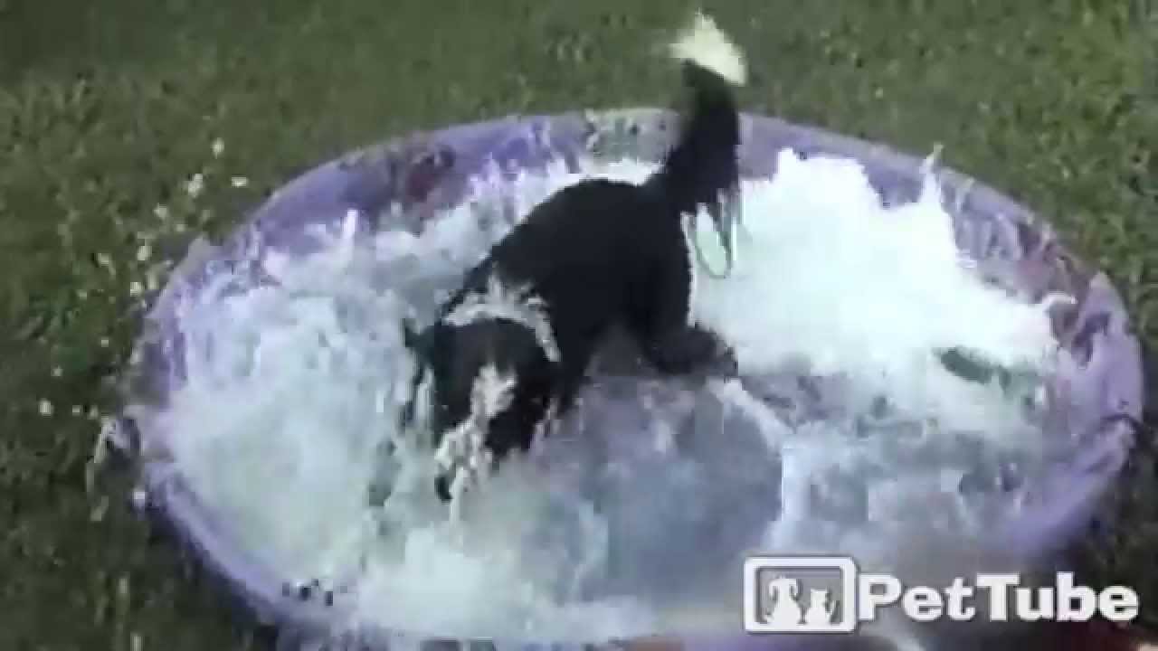 cute cats for sale Pup Makes a GIGANTIC Splash - PetTube
