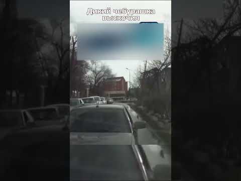 Тонкий решала захотел ко мне в машину! #duraki #shorts