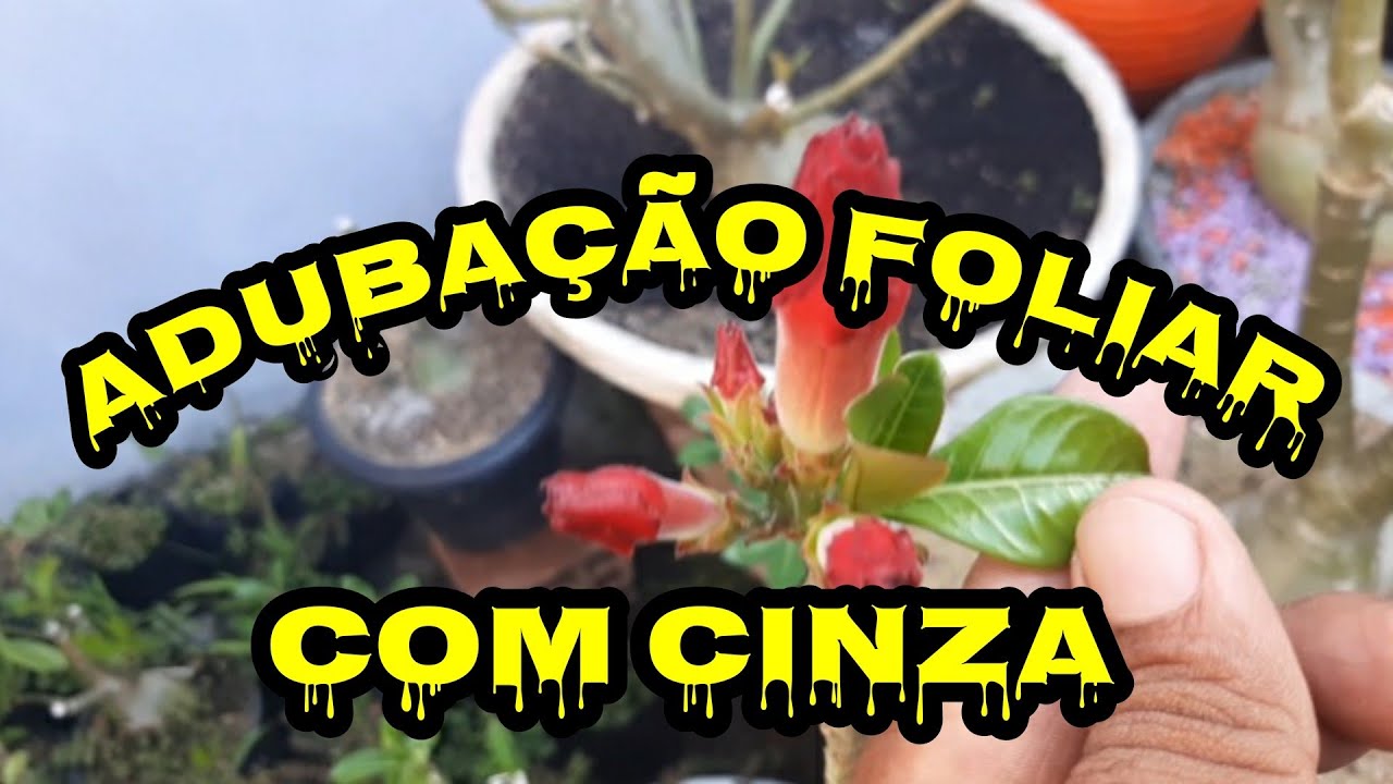 Adubação foliar para rosa do deserto utilizando cinza