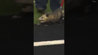 Opossum Runs Onto Texas Tech - TCU College Football Field | 10 News First