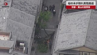 【速報】桜の木が倒れ男性搬送 京都・東山の産寧坂