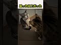 思った以上だった猫