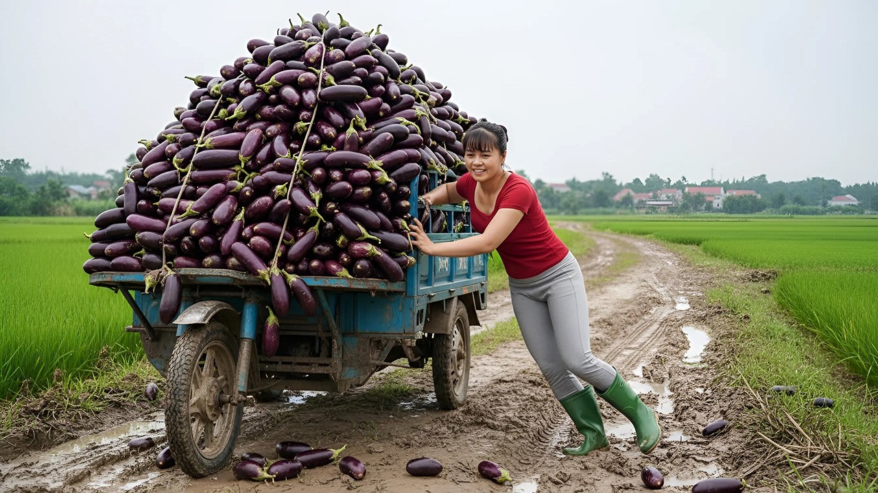REWIND TIMELAPSE — Harvest Tons of Eggplants | Use 3-Wheeled Truck to Go Countryside Market Sell