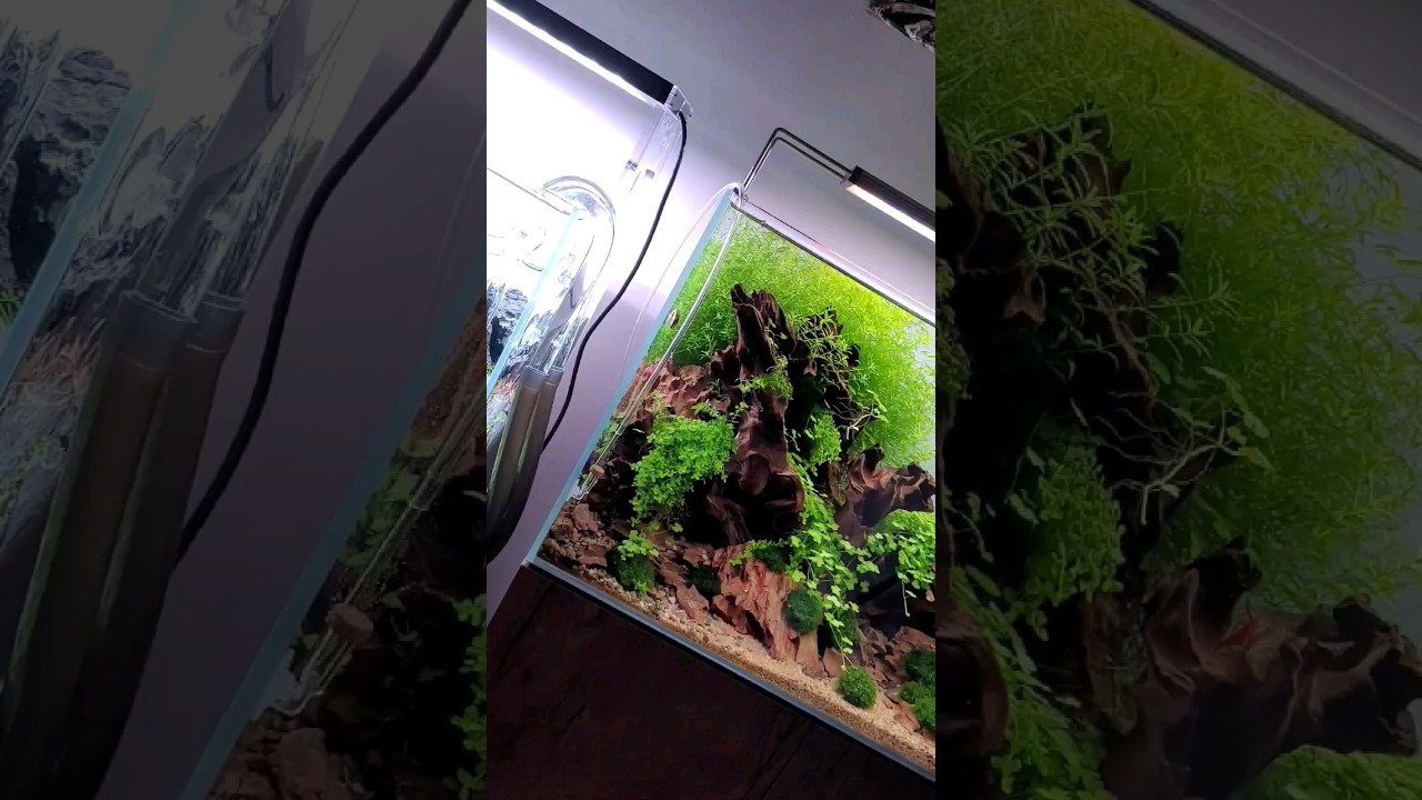 PLANTED AQUARIUM WITH LAMBCHOP RASBORA FISH 