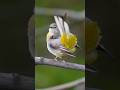 🟡💧 Pliszka górska w swoim naturalnym środowisku | 🟨💧 Grey wagtail in its natural habitat #wildlife