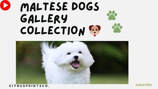 Maltese Dogs Gallery Collection    #maltese #pet