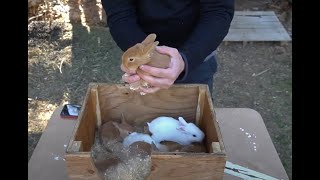 Baby Meat Rabbits: One Day old to Two Weeks Old