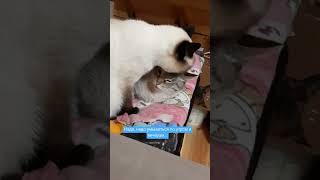 Калиостро тщательно вылизывает Лукаса. Тайские кошки- это чудо! Funny Cats #shortsvideo