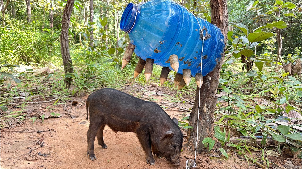 Primitive Technology - Build Underground Wild boar Trap To Catch Wild boar 