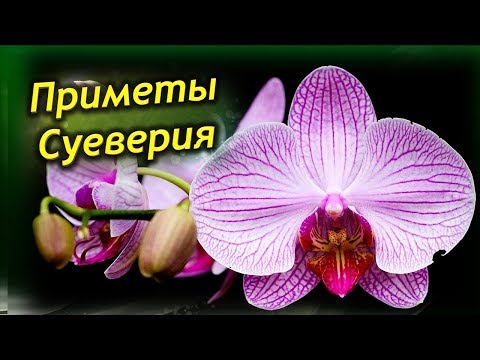 Video: Skrivnostna orhideja: raste doma