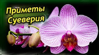 Орхидея в доме – приметы и суеверия. Стоит ли держать дома Орхидею?