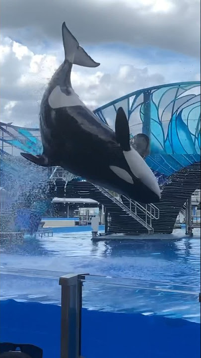 Nalani's Backdives (7/17/2021)