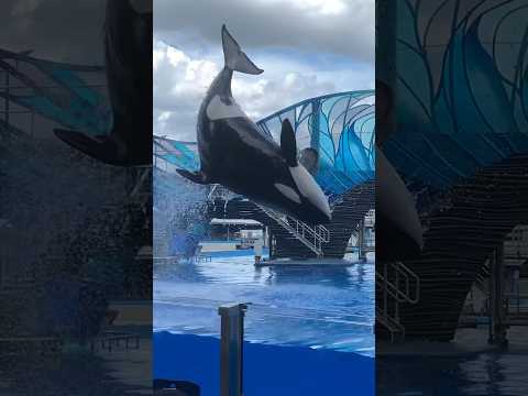 Nalani S Backdives 7 17 2021