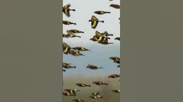 Chant Chardonneret بتبتة الحسون 
