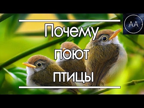 Зачем птицы поют | All About