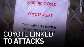 Coyote Responsible for 2 East Bay Attacks Possibly Captured: Wildlife Officials