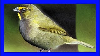 Tomeguín De La Tierra Cantando - Yellow-faced Grassquit Singing - Tiaris Olivaceus