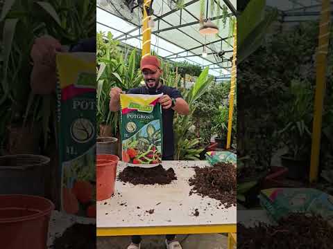 كيف أغير تربه النبات العراق اكسبلور زراعت  نباتي زراعة  ترند دويتو ورد